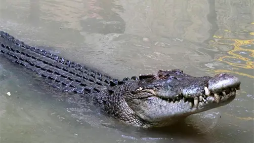 Reubican a cocodrilos en Río Lagartos ante el aumento de avistamientos en zonas urbanas Reubican a cocodrilos en Río Lagartos ante el aumento de avistamientos en zonas urbanas