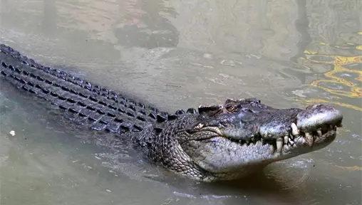 Reubican a cocodrilos en Río Lagartos ante el aumento de avistamientos en zonas urbanas Reubican a cocodrilos en Río Lagartos ante el aumento de avistamientos en zonas urbanas