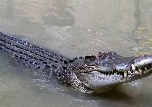 Reubican a cocodrilos en Río Lagartos ante el aumento de avistamientos en zonas urbanas