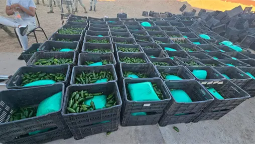 Decomisan más de una tonelada de droga oculta en cargamento de chiles en Sonora Decomisan más de una tonelada de droga oculta en cargamento de chiles en Sonora