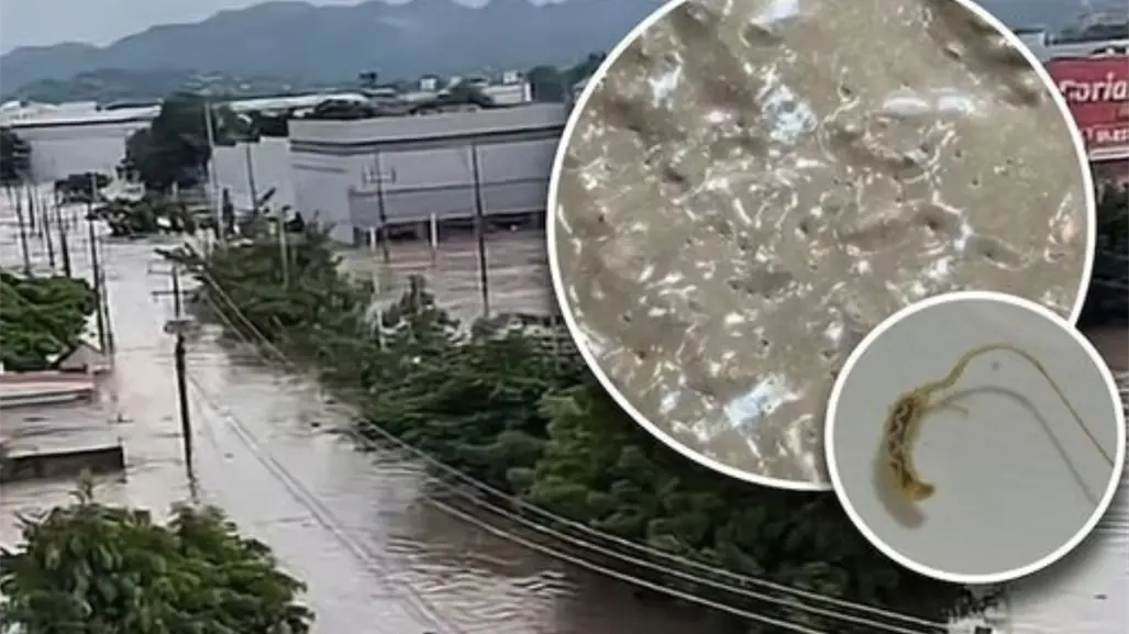 Plaga de gusanos se forma en Poza Rica tras inundaciones y desbordamientos de ríos por lluvias