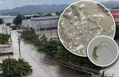 Plaga de gusanos se forma en Poza Rica tras inundaciones y desbordamientos de ríos por lluvias