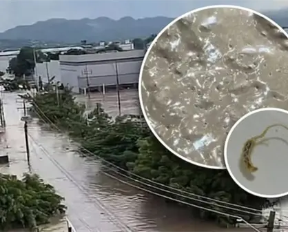 Plaga de gusanos se forma en Poza Rica tras inundaciones y desbordamientos de ríos por lluvias