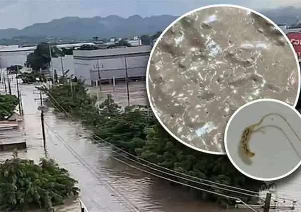 Plaga de gusanos se forma en Poza Rica tras inundaciones y desbordamientos de ríos por lluvias