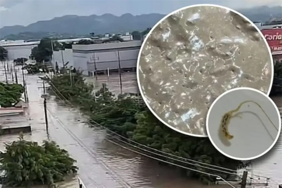 Plaga de gusanos se forma en Poza Rica tras inundaciones y desbordamientos de ríos por lluvias