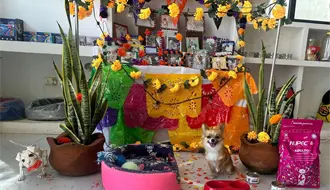 Altares de mascotas adornan comercios en el centro de Mérida