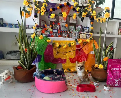 Altares de mascotas adornan comercios en el centro de Mérida