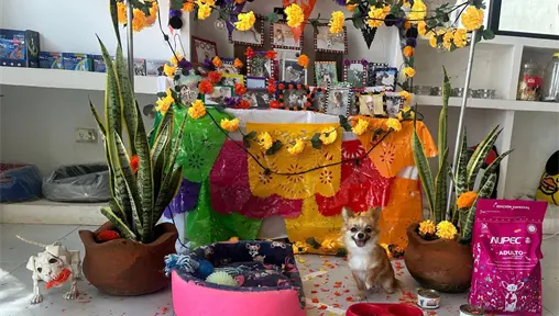 Altares de mascotas adornan comercios en el centro de Mérida Altares de mascotas adornan comercios en el centro de Mérida
