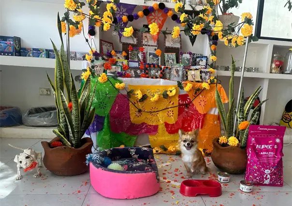 Altares de mascotas adornan comercios en el centro de Mérida