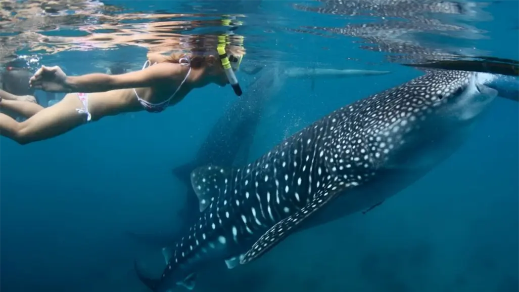 ¿Quieres nadar con un tiburón ballena? Este es el mejor mes para hacerlo en La Paz