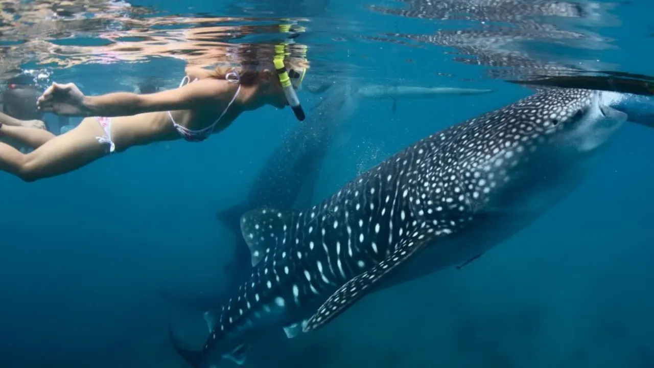 Foto: @TravelBajaSur / X