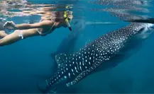 ¿Quieres nadar con un tiburón ballena? Este es el mejor mes para hacerlo en La Paz ¿Quieres nadar con un tiburón ballena? Este es el mejor mes para hacerlo en La Paz