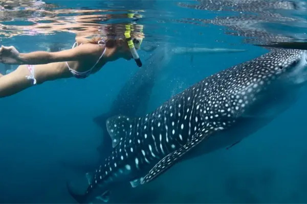¿Quieres nadar con un tiburón ballena? Este es el mejor mes para hacerlo en La Paz ¿Quieres nadar con un tiburón ballena? Este es el mejor mes para hacerlo en La Paz