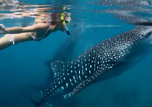 ¿Quieres nadar con un tiburón ballena? Este es el mejor mes para hacerlo en La Paz