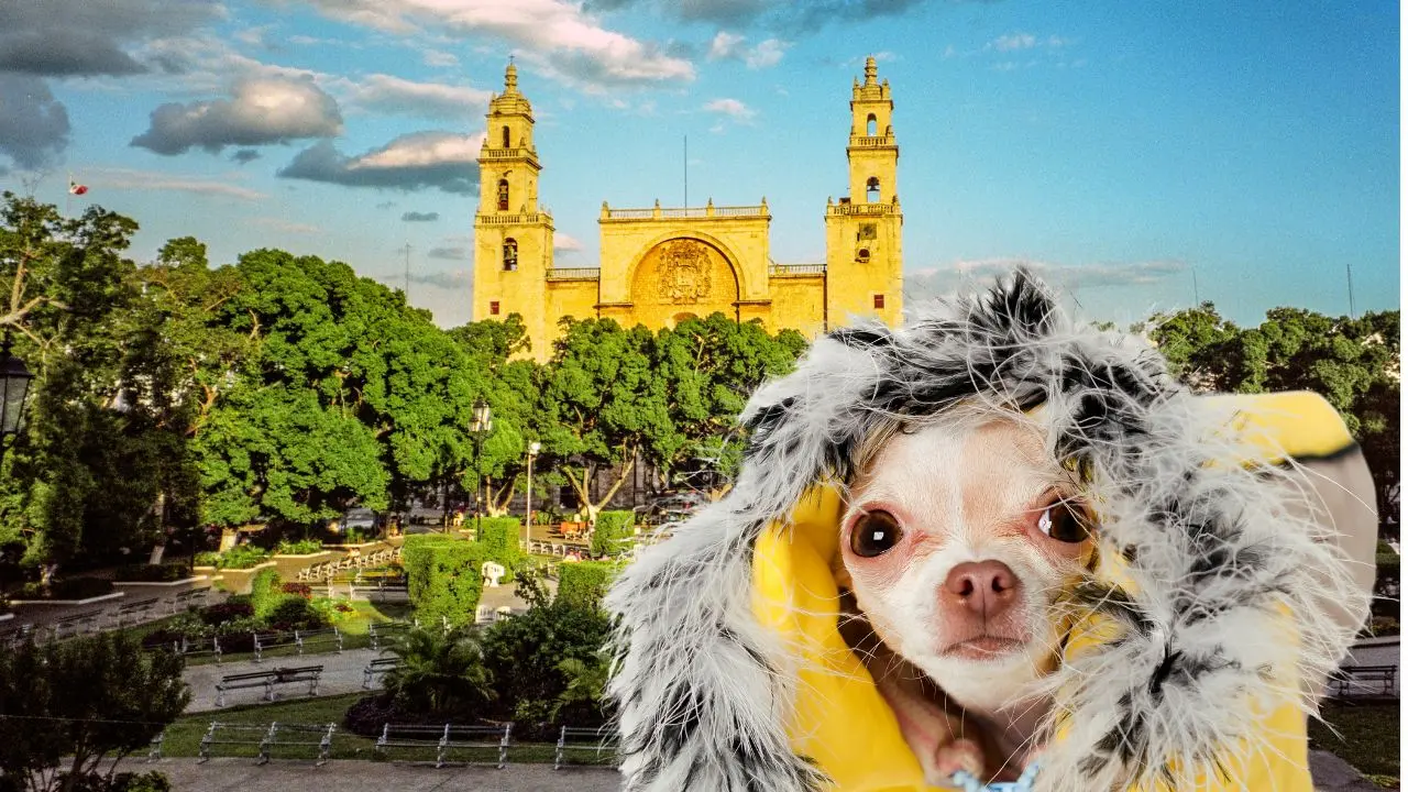 ¿Qué efectos provocará el frente frío en Yucatán? Foto: Canva