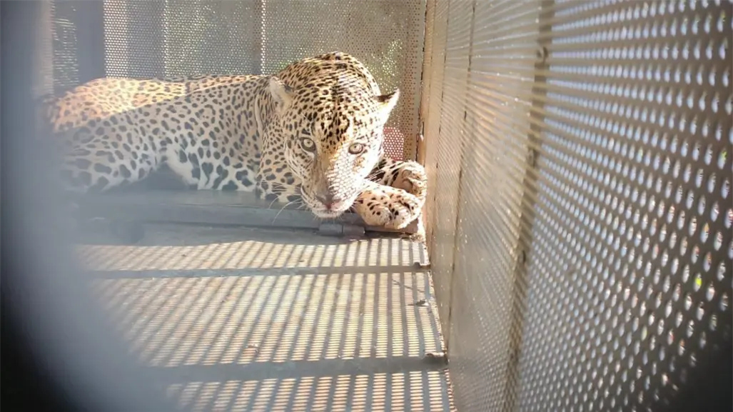 ¡Felino a Salvo! rescatan y liberan Jaguar con collar satelital en Soto la Marina
