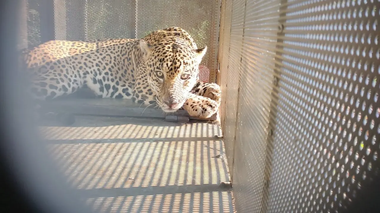 Tamaulipas confirma rescate y liberación de jaguar con collar satelital