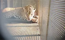 ¡Felino a Salvo! rescatan y liberan Jaguar con collar satelital en Soto la Marina ¡Felino a Salvo! rescatan y liberan Jaguar con collar satelital en Soto la Marina