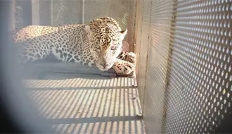 ¡Felino a Salvo! rescatan y liberan Jaguar con collar satelital en Soto la Marina