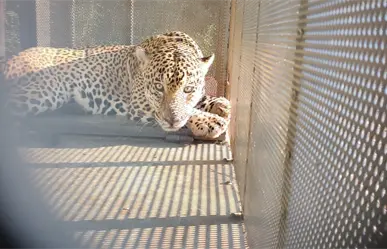 ¡Felino a Salvo! rescatan y liberan Jaguar con collar satelital en Soto la Marina