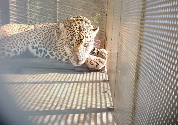 ¡Felino a Salvo! rescatan y liberan Jaguar con collar satelital en Soto la Marina