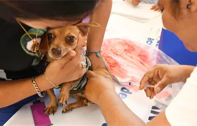 Yucatán refuerza acciones de bienestar animal con esterilización y vacunación antirrábica gratis