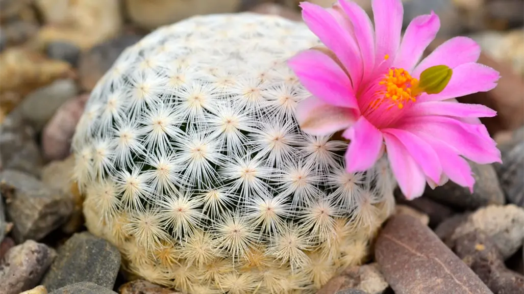 Cactáceas de Tamaulipas: tesoro natural que busca sobrevivir al cambio climático