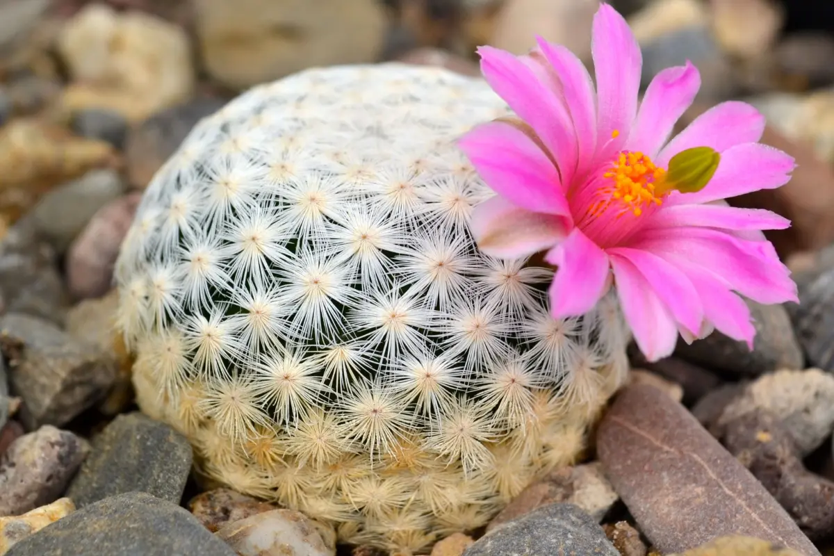 En Tamaulipas habitan más de 150 especies de cactáceas, muchas de ellas endémicas, lo que significa que solo existen en esta región del país. Foto: SEDUMA
