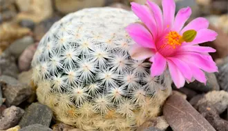 Cactáceas de Tamaulipas: tesoro natural que busca sobrevivir al cambio climático