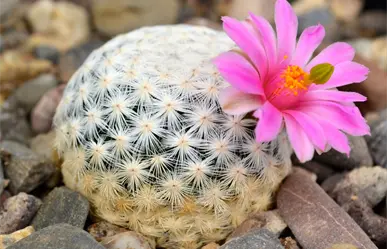 Cactáceas de Tamaulipas: tesoro natural que busca sobrevivir al cambio climático