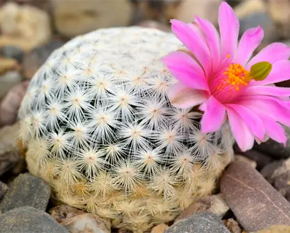 Cactáceas de Tamaulipas: tesoro natural que busca sobrevivir al cambio climático