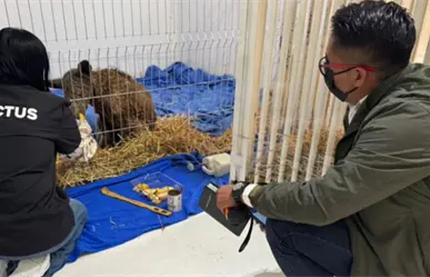 La osa Mina avanza en su recuperación tras cuatro semanas de rehabilitación