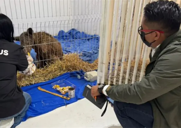 La osa Mina avanza en su recuperación tras cuatro semanas de rehabilitación