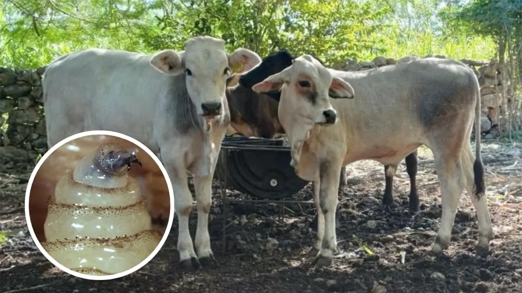 Aumentan los casos de gusano barrenador en Yucatán: Seder mantiene acciones de control y tratamiento gratuito