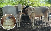 Aumentan los casos de gusano barrenador en Yucatán: Seder mantiene acciones de control y tratamiento gratuito Aumentan los casos de gusano barrenador en Yucatán: Seder mantiene acciones de control y tratamiento gratuito