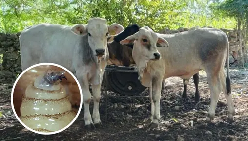 Aumentan los casos de gusano barrenador en Yucatán: Seder mantiene acciones de control y tratamiento gratuito Aumentan los casos de gusano barrenador en Yucatán: Seder mantiene acciones de control y tratamiento gratuito