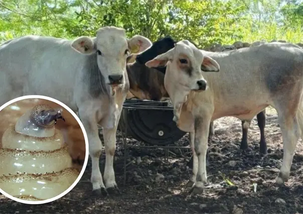 Aumentan los casos de gusano barrenador en Yucatán: Seder mantiene acciones de control y tratamiento gratuito