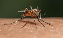 ¿Te pican mucho los mosquitos? Estudio científico revela el por qué ¿Te pican mucho los mosquitos? Estudio científico revela el por qué