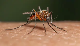 ¿Te pican mucho los mosquitos? Estudio científico revela el por qué