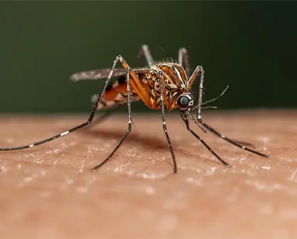 ¿Te pican mucho los mosquitos? Estudio científico revela el por qué
