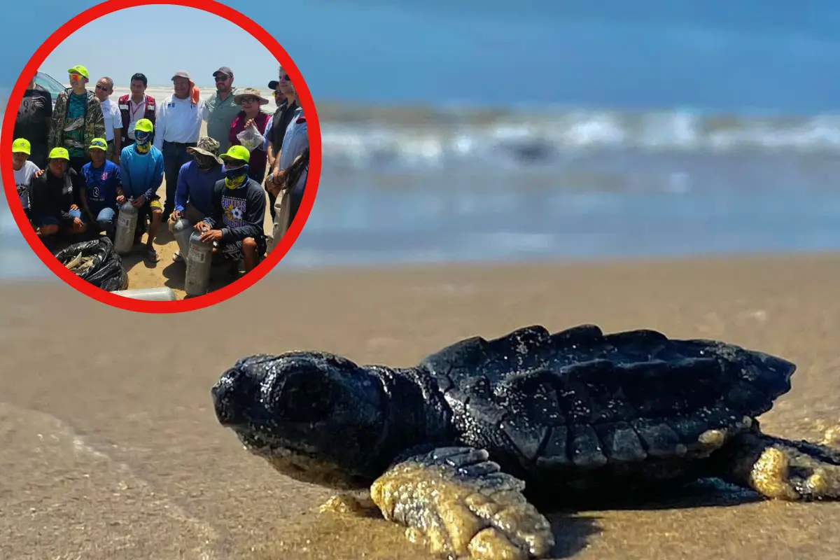 Con 13 toneladas de residuos retirados, el programa de conservación playa Bagdad destaca por su impacto en la fauna marina local.