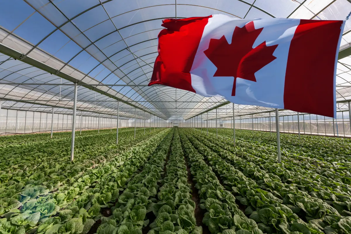 Vacante en Canadá: este puesto tiene un sueldo de 35 mil 400 pesos al mes, estos son los requisitos. Foto: Canva