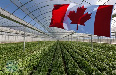 Vacante en Canadá: este puesto tiene un sueldo de 35 mil 400 pesos al mes, estos son los requisitos