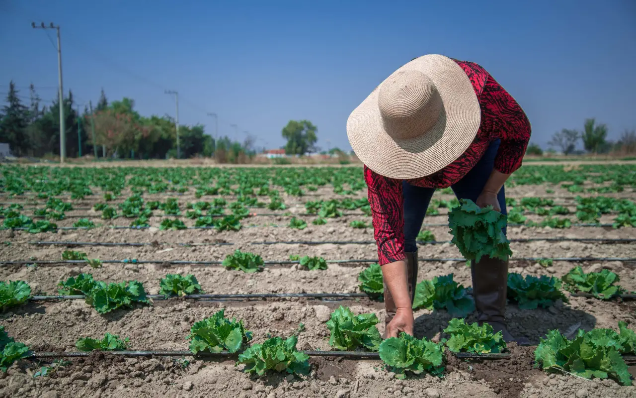 Agricultor. Foto: X (@Agricultura_mex)
