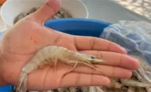 Se amplía la veda de camarón ¿de qué se trata o en que afecta? Se amplía la veda de camarón ¿de qué se trata o en que afecta?