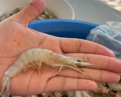 Se amplía la veda de camarón ¿de qué se trata o en que afecta?