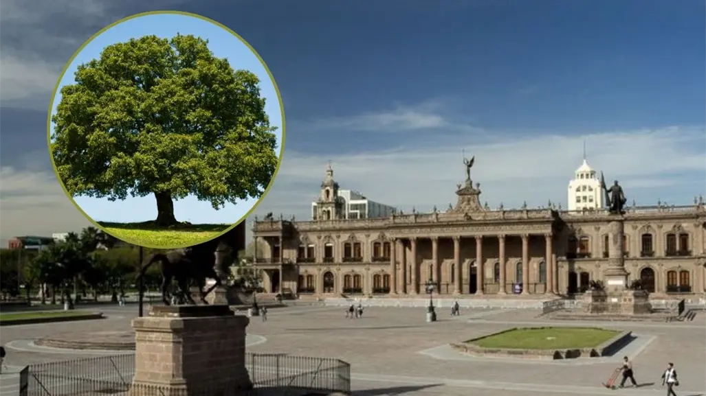 Gobierno de Nuevo León invertirá más de 3 millones en reforestación de la Explanada de los Héroes