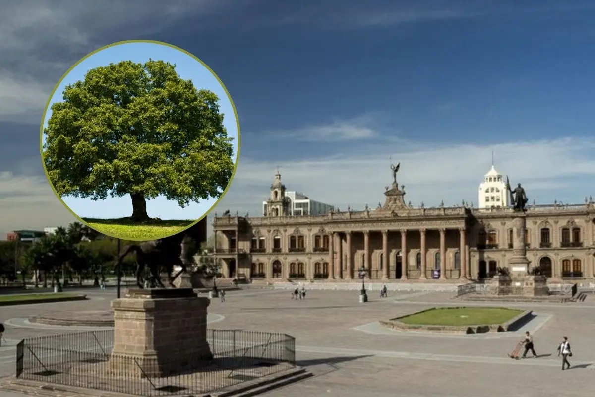 El Gobierno de Nuevo León reforestará la Explanada de los Héroes. Foto: CANVA