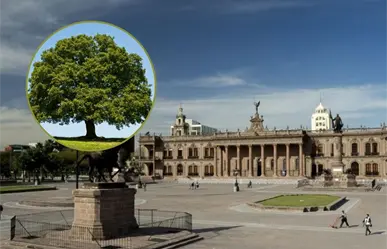 Gobierno de Nuevo León invertirá más de 3 millones en reforestación de la Explanada de los Héroes
