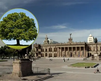 Gobierno de Nuevo León invertirá más de 3 millones en reforestación de la Explanada de los Héroes